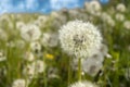 Ready to start seeds downwind. Royalty Free Stock Photo