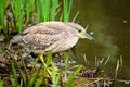 Ready to strike (Nycticorax nycticorax)