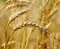 Ready wheat. Royalty Free Stock Photo