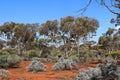 Reafforested landscape in the Western Australian goldfields Karlkurla bushland park, Kalgoorlie