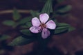 Real Abstract nature beauty photo background. Purple violet herb flower small alone bloom green simple leafe. Floral