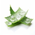 Real Aloe Vera Leaves With Water Drops On White Surface Royalty Free Stock Photo