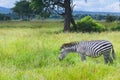 Zebra in green grass safari Royalty Free Stock Photo