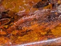 real amber mineral texture Royalty Free Stock Photo