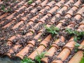 Real ancient mossy tiled roof Royalty Free Stock Photo