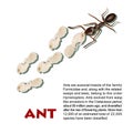 Real ant insect illustration