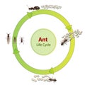 Real ant insect illustration