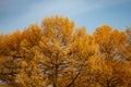 Real autumn backround: Giant yellow larches in front of blue sky.