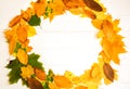 Real autumn leaves lying in a circle on white wooden background. Seasonal photo. Yellow and green colours with texture. Copy space Royalty Free Stock Photo