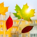 Real autumn leaves with raindrops on the window. Seasonal photo. Yellow and green colours with texture. November postcard. Royalty Free Stock Photo