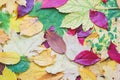 Real autumn leaves. Seasonal colourful photo. Yellow and green colours with texture. Copy space place. November postcard.