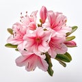 Real Azalea Bouquet: Pink Flowers On White Background