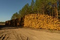 Beautiful sunny day in the woods cutting area.