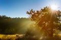 Real is beautiful. Fresh early morning mist in the forest beautiful sunrise in the a fog Royalty Free Stock Photo