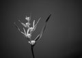 Real beauty nature background. Strelitzia, bird of paradise, crane lily plant. Monochrome Black white tone photo blossom