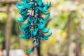 Real beauty nature background. Strongylodon macrobotrys, emerald turquoise jade woody vine, tayabak, leguminous Royalty Free Stock Photo