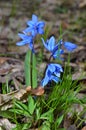 Gorgeous bluebell flowers in the forest.