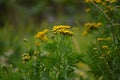 The real beauty of nature. Little yellow flowers of  the tansy Royalty Free Stock Photo