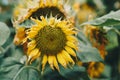 Real beauty nature photo. Yellow sunflower plant flower narrow bloom blossom. Study Botanic. Floral design. Summer end Royalty Free Stock Photo