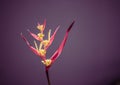 Real beauty nature. Strelitzia, bird of paradise, crane lily plant. Red pink blossom tropical exotic unic flower narrow
