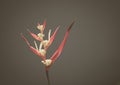 Real beauty nature. Strelitzia, bird of paradise, crane lily plant. Red pink blossom tropical exotic unic flower narrow