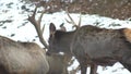 A real big deer maral on the background of a snow park with large horns and a fallow deer, fugleman 4K