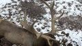 Real big deer maral on the background of a snowy park with large horns, mammalia