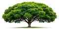 A Real Big Tree Isolated On A White Background Royalty Free Stock Photo