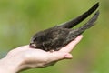 A real bird in the hand. Swift
