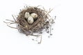 Real bird nest with eggs