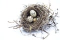 Real bird nest with eggs