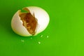 A real bitcoin coin inside a broken egg. Eggshell and cryptocurrency on a green background. Copy space. Close-up Royalty Free Stock Photo