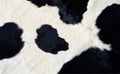 Real black and white cow hide Royalty Free Stock Photo