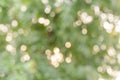 Real bokeh from nature Royalty Free Stock Photo