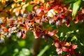 Real botanical backround: Cotoneaster lucidus with berries iluminated by sunlight