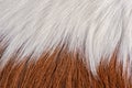 Real brown and white cow hide Royalty Free Stock Photo