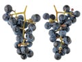 A real bunch of sweet dark blue Isabella grapes - a view from b Royalty Free Stock Photo