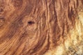 Real burl wood striped for Picture prints interior decoration car Royalty Free Stock Photo