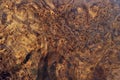 Real burl wood striped for Picture prints interior decoration Royalty Free Stock Photo