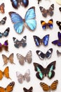 Real Butterfly Collection Royalty Free Stock Photo