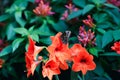 Real butterfly on red lily petal in spring garden. Royalty Free Stock Photo