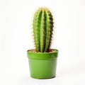Real Cactus In Green Pot - Isolated On White Background Royalty Free Stock Photo
