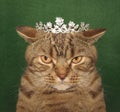 The real cat king.