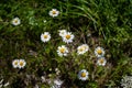 Real chamomile, echte Kamille Royalty Free Stock Photo