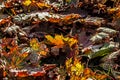 Autumn maple leaves in sunlight on ground carpet Royalty Free Stock Photo