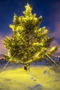 Real christmas tree