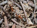 Real closeup photo of two red wood ants working on ant heap Royalty Free Stock Photo