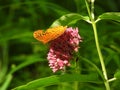 Real Closeup of Silver Washed Fritillary Butterfly (Argynnis paphia) an Orange Butterfly on Pink Flower Royalty Free Stock Photo