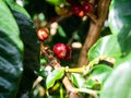 Real coffee beans plants on the branchs of coffee tree Royalty Free Stock Photo