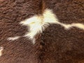 Real Cow Fur Skin Texture in Brown & White Color Royalty Free Stock Photo